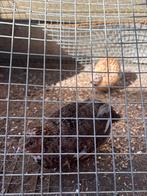 Japanse kwartel haan, Mannelijk, Overige soorten