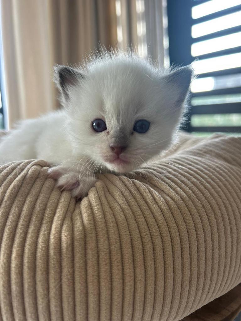 Ragdoll kittens MET stamboom VAN ORANJE, Meerdere dieren, Met stamboom, 0 tot 2 jaar