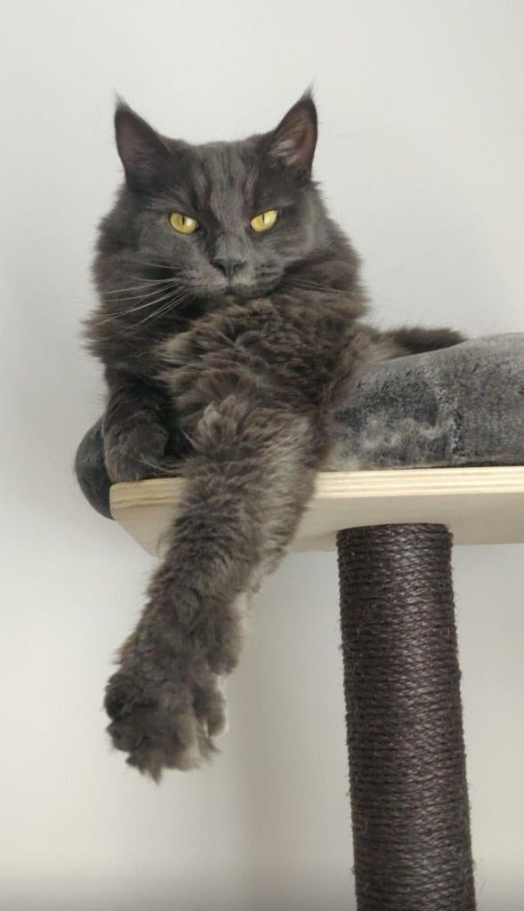 Twee mooie raskatten zoeken nieuw 5-sterren huisje., Kater, 6 jaar of ouder