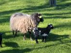 Ouessant ooi met ooilam, Vrouwelijk, Schaap