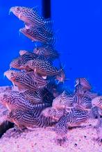 Corydoras, Dieren en Toebehoren, Vis