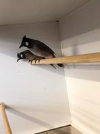 Koppel buulbuul, Meerdere dieren