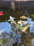7 mooie Koi karpers te koop!, Karper of Koi