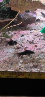 Corydora Black Venezuela ( Corydoras schultzei ), Dieren en Toebehoren, Vis, Zoetwatervis, Schoolvis