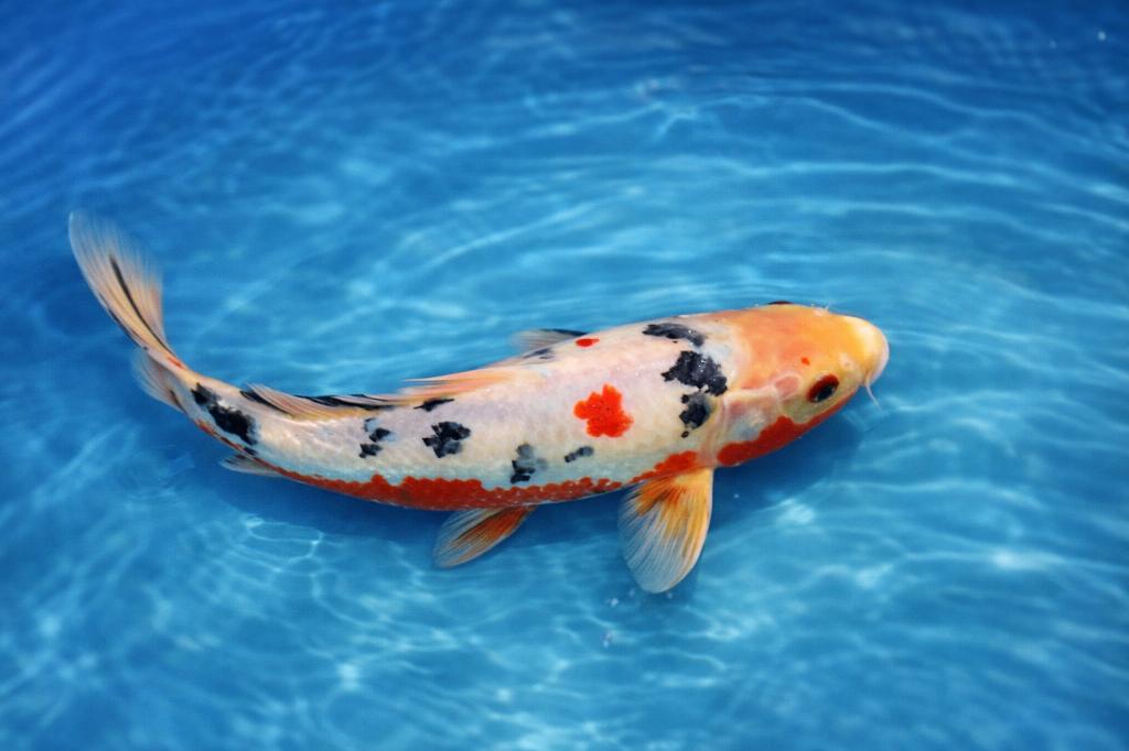 Shiro Bekko 40-46 cm Sansai Kodama, Dieren en Toebehoren, Vissen | Vijvervissen, Karper of Koi