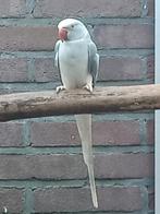 Mooie kweekrijpe Grijs Bleekstaart Pop, Dieren en Toebehoren, Vogels | Parkieten en Papegaaien, Vrouwelijk, Parkiet