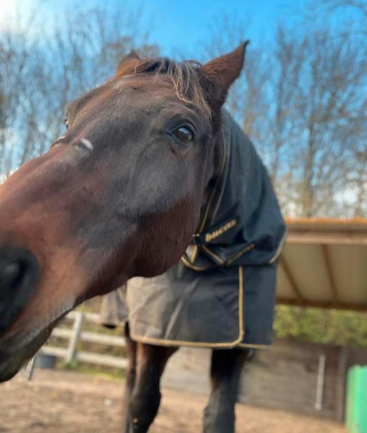 Verzorgster gezocht (18+), Dieren en Toebehoren, Paarden en Pony's | Verzorgingsproducten, Nieuw, Ophalen of Verzenden