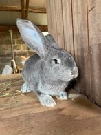 Jonge Vlaamse Reus te koop, Dieren en Toebehoren, Konijnen, Mannelijk, Groot