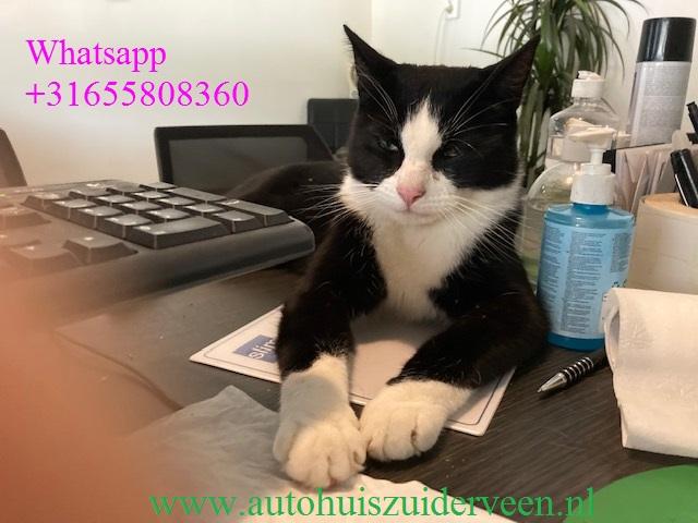 CITROEN C1 1.0i 68PK 3DRS APK 30-03-2027, Auto's, Stof, 4 stoelen, C1, 68 pk