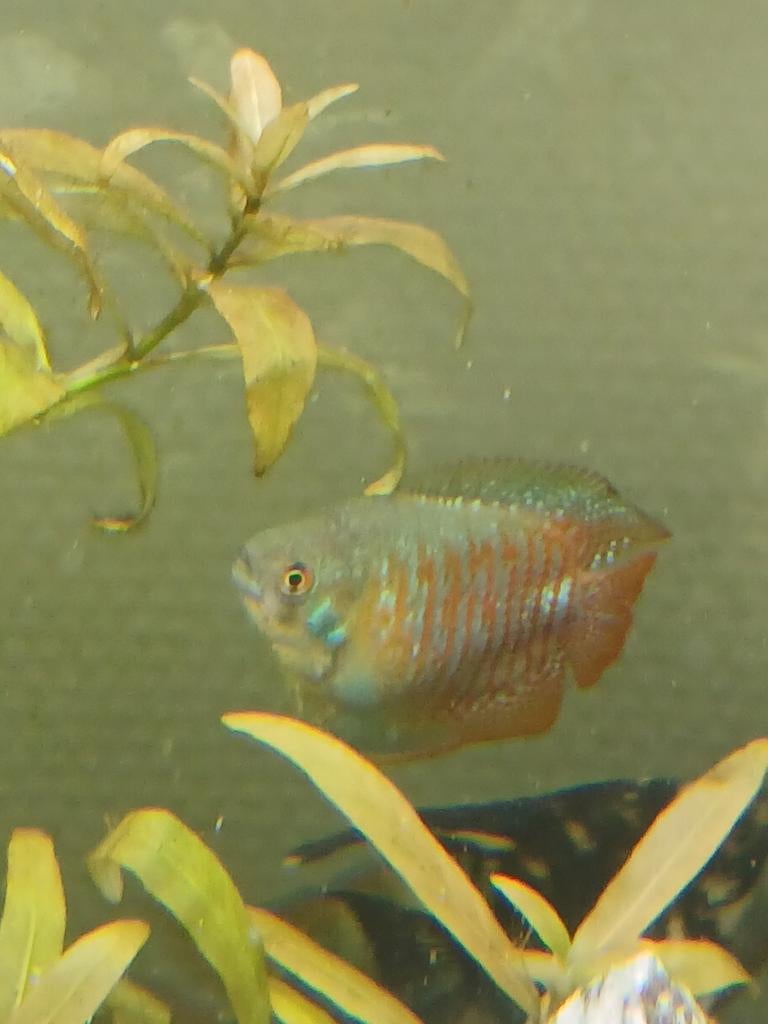 Goerami Man en Vrouw, Dieren en Toebehoren, Vissen | Aquariumvissen, Vis, Zoetwatervis