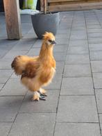 Jonge zijdehoen haantjes (14 weken oud). GRATIS, Dieren en Toebehoren, Vogels | Overige Vogels, Mannelijk