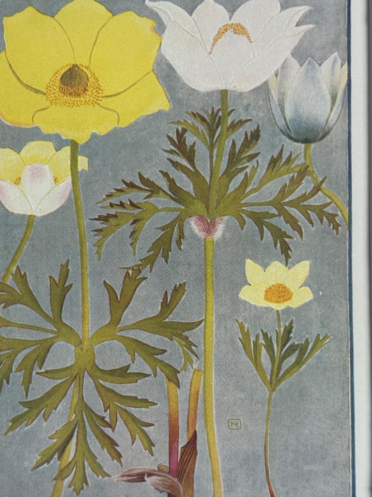 1910 Alpenplantjes Anemonen - P0633-006, Antiek en Kunst, Ophalen of Verzenden, Lithografie, 1900 - 1949