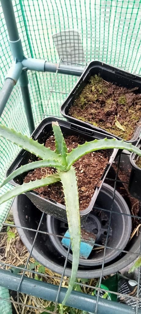 Aloe Arborescens planten, Overige soorten, Volle zon, Vaste plant, Ophalen of Verzenden