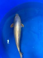 Compleet koi bestand, Karper of Koi