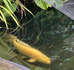 Koi butterfly platinum ogon 75 cm , wegens stopzetting hobby, Karper of Koi