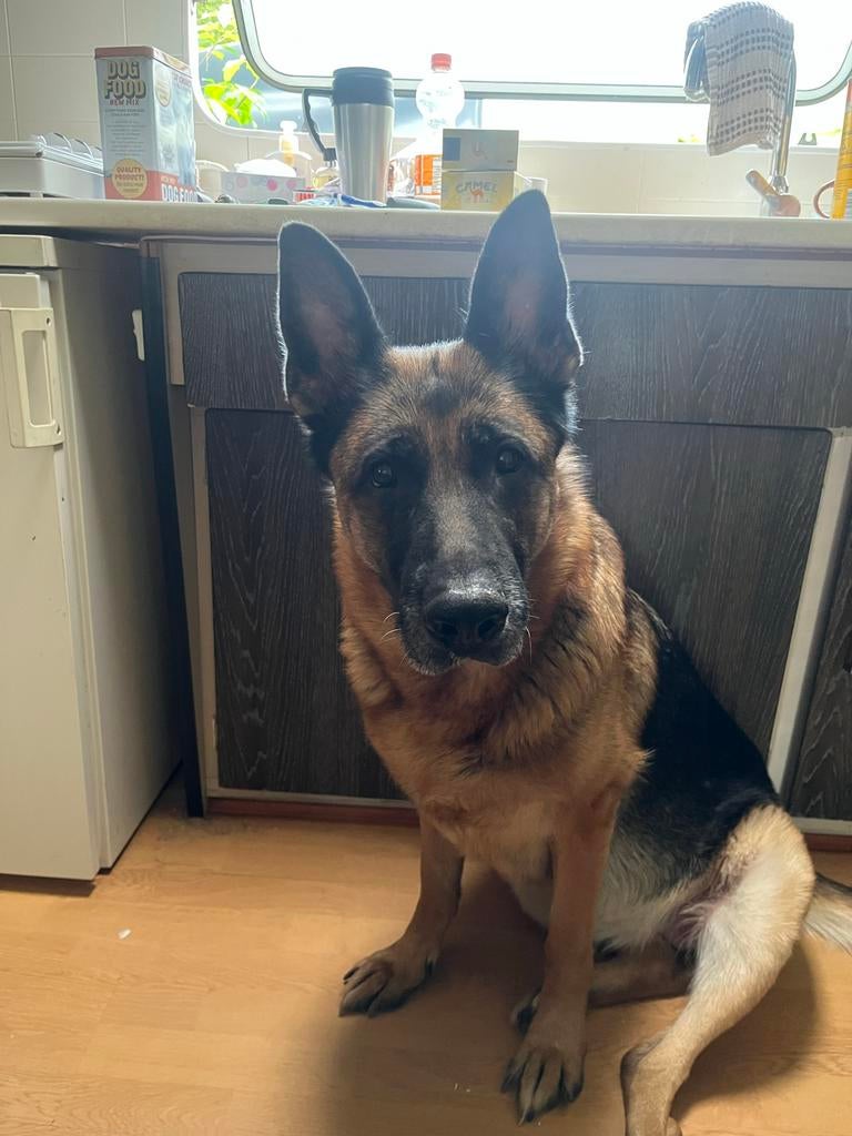 Duitse herdershond, Dieren en Toebehoren, Honden | Herdershonden en Veedrijvers, 6 jaar of ouder, Teef, Parvo, Eén hond