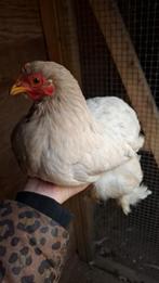 Broedeieren Cochin Kriel, Dieren en Toebehoren, Geslacht onbekend, Kip