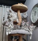 Schitterende Stamboom Maine Coon kitten kater, Meerdere dieren, Met stamboom, 0 tot 2 jaar