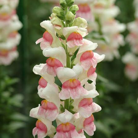 Plantjes te koop (zelf gezaaid), Tuin en Terras, Planten | Tuinplanten, Ophalen, Eenjarig, Groenteplanten, Volle zon