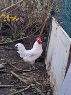 Te koop, Mannelijk, Kip