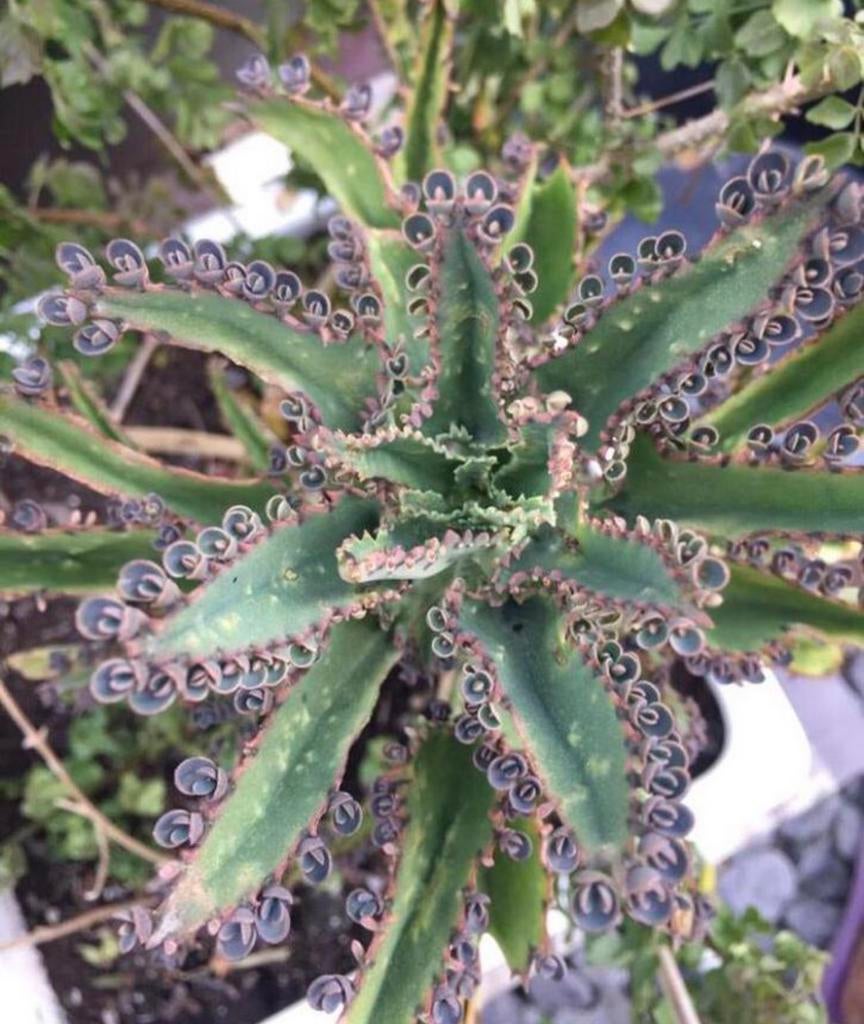 Biologische bloeiende planten Kalanchoe de Mallorca, Ophalen of Verzenden, Overige soorten, Volle zon