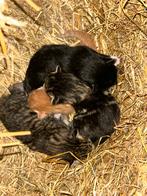 Kittens, Meerdere dieren