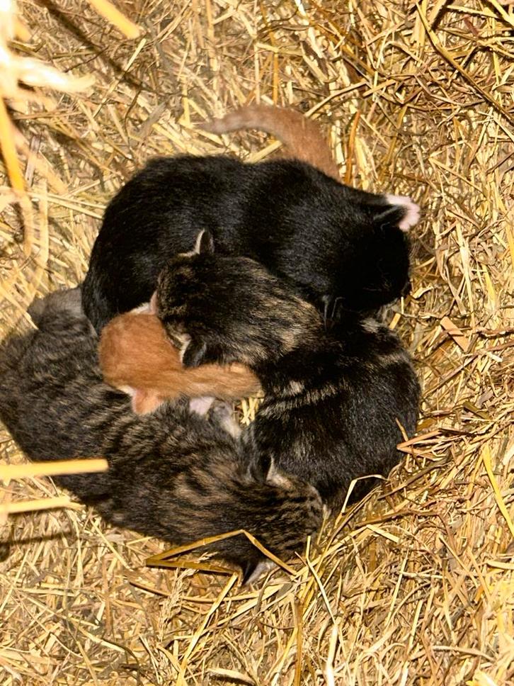 Kittens, Dieren en Toebehoren, Katten en Kittens | Overige Katten, Meerdere dieren