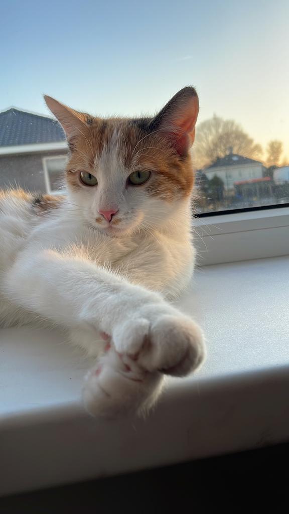 Poezen zoeken nieuw baasje, Poes, Kortharig, 3 tot 5 jaar