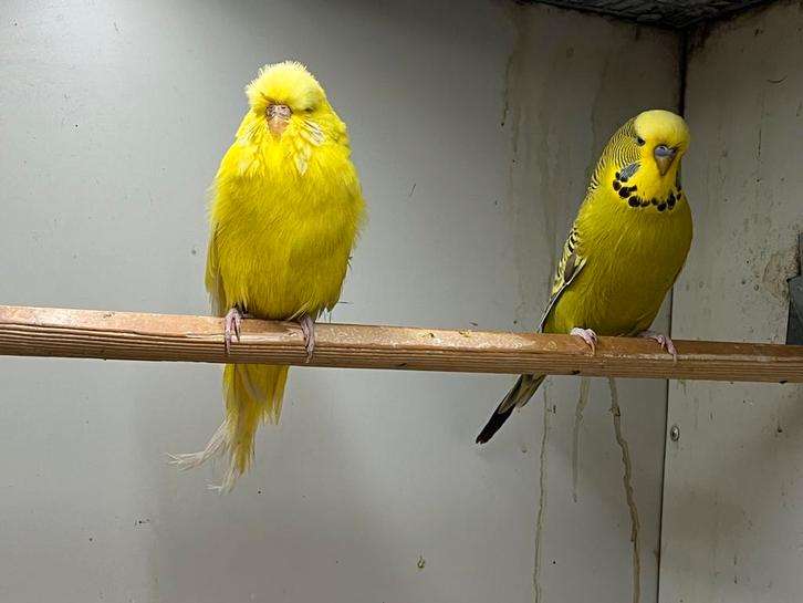 2-2 Engelse Grasparkiet, Dieren en Toebehoren, Vogels | Parkieten en Papegaaien, Parkiet, Meerdere dieren, Geringd