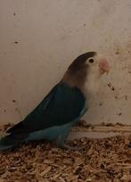 Agapornis pop, Vrouwelijk, Dwergpapegaai of Agapornis