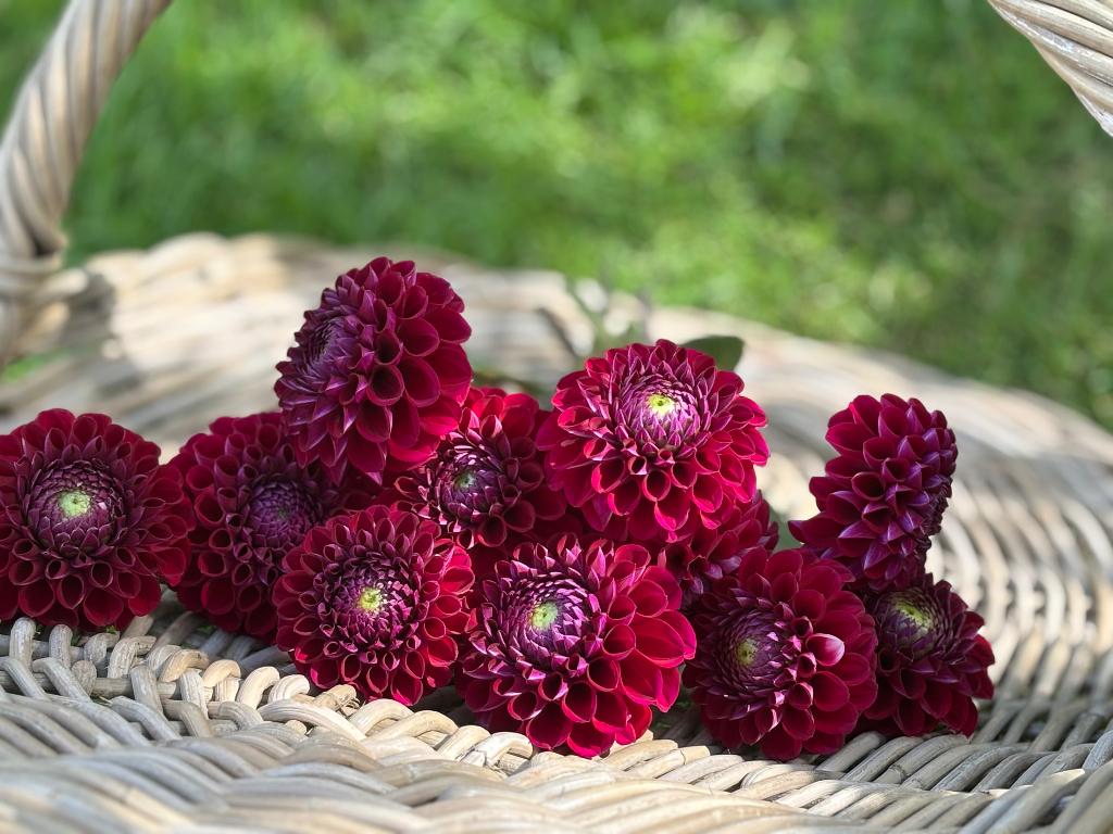 ===> Dahlia knollen ivanetti zwart <===, Ophalen of Verzenden, Voorjaar, Volle zon, Knol