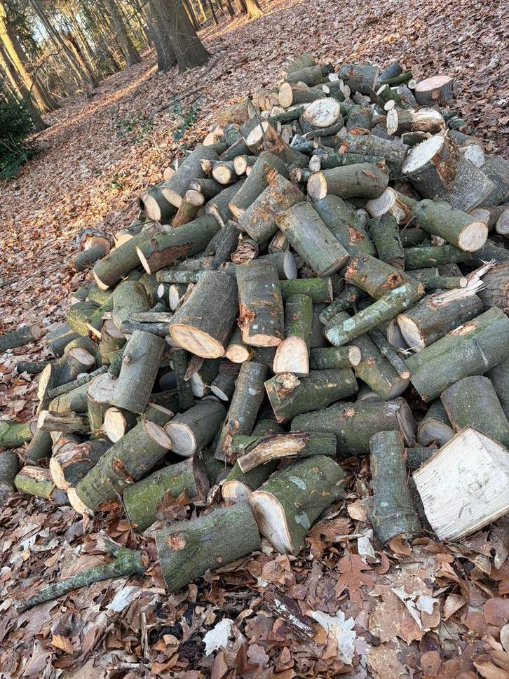 Goed hanteerbare en kliefbare eiken en beuken stammen, Tuin en Terras, Haardhout, Stammen, Eikenhout, 6 m³ of meer, Ophalen