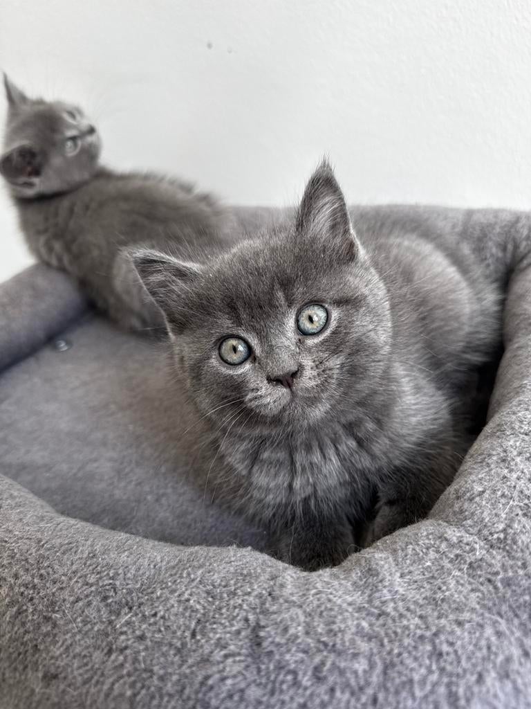 Britse korthaar kittens smokey  & BLUE golden, Dieren en Toebehoren, Meerdere dieren, Ontwormd
