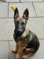 Te koop jonge nitro pup mechelse herder, 15 weken tot 1 jaar, Teef, Parvo, Eén hond