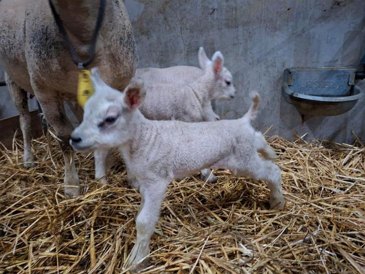 Te leen of te koop rammen leblammen, fleslam, Dieren en Toebehoren, Schapen, Geiten en Varkens, Schaap, Meerdere dieren, 0 tot 2 jaar