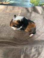 Baby cavias, Cavia, Februari, Meerdere dieren, Tam