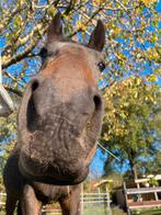 Ruin draver 6jaar, Dieren en Toebehoren, Gechipt, Ruin, Zadelmak, 3 tot 6 jaar