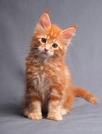 GEZOCHT rode kitten, Ophalen of Verzenden, Nieuw, Hond of Kat, Overige typen