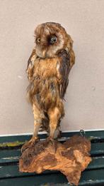 opgezette uil, Ophalen, Gebruikt, Vogel, Opgezet dier