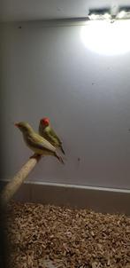 Koppel binzen alstrilde wildkleur x pastel, Meerdere dieren, Parkiet