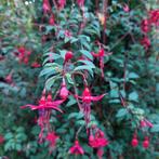 Winterharde Fuchsia's, Volle zon, Vaste plant, Zomer, Ophalen