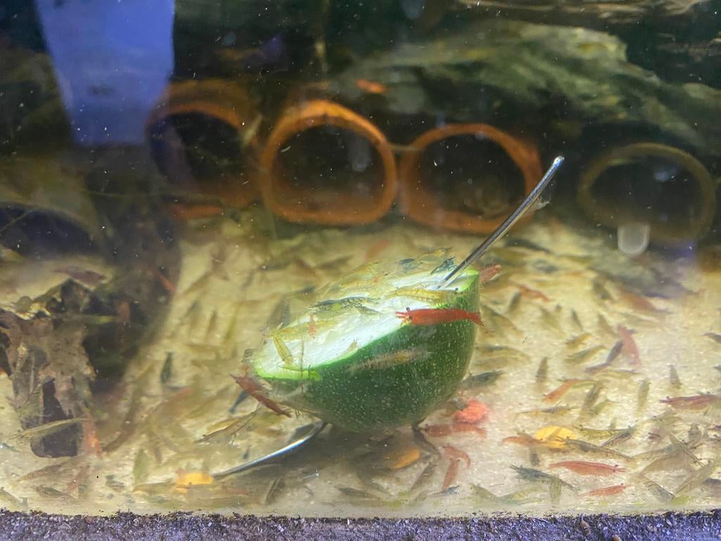 Garnalen ( keurrijke mix), Kreeft, Krab of Garnaal, Zoetwatervis, Schoolvis