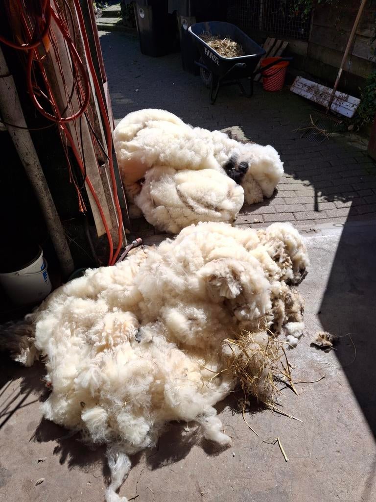 Schapenwol  wol schapen gratis, Hobby en Vrije tijd, Stoffen en Lappen, Nieuw, Wol, 120 cm of meer, 200 cm of meer, Wit, Ophalen