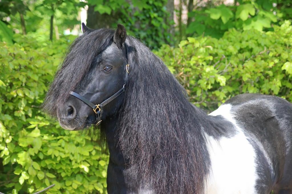 Gezocht!! Stuk weiland, Dieren en Toebehoren, Stalling en Weidegang, Weidegang