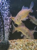 Spiegelkarper, Dieren en Toebehoren, Vis