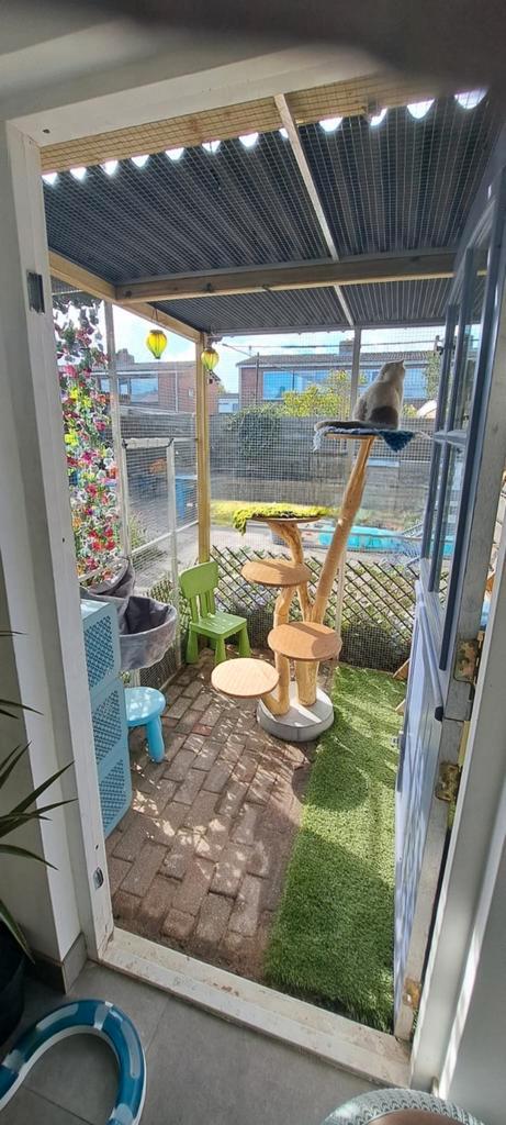 Prive kattenpension, Dieren en Toebehoren, Katten en Kittens | Raskatten | Langhaar, Geslacht onbekend, 0 tot 2 jaar, Ingeënt