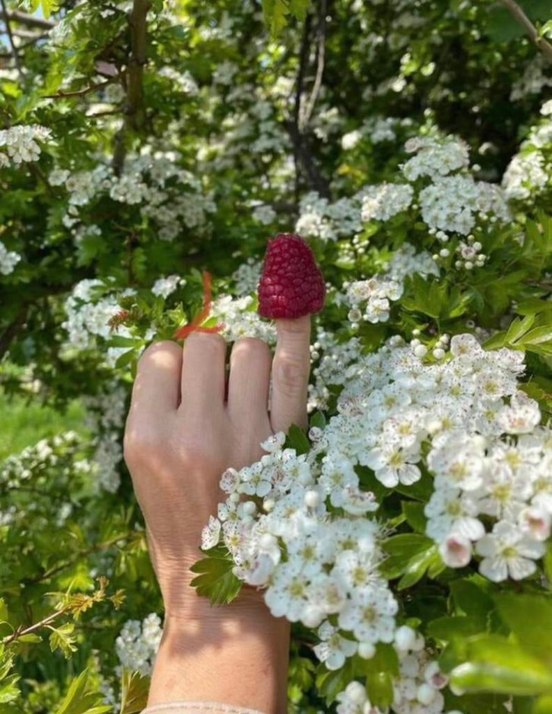 Zoete biologische frambozen stekken plant Lentse reviergrond, Tuin en Terras, Planten | Fruitbomen, Minder dan 100 cm, Overige soorten