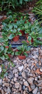 Ajuga, groenblijvende bodembedekker, Tuin en Terras, Planten | Tuinplanten, Ophalen, Bodembedekkers, Vaste plant, Halfschaduw
