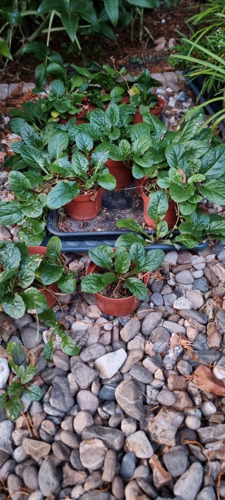 Ajuga, groenblijvende bodembedekker, Tuin en Terras, Planten | Tuinplanten, Vaste plant, Bodembedekkers, Halfschaduw, Lente, Ophalen