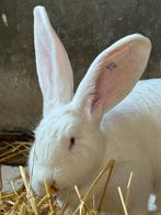 Duitse Reus voedster, Dieren en Toebehoren, Konijnen, Vrouwelijk, Groot